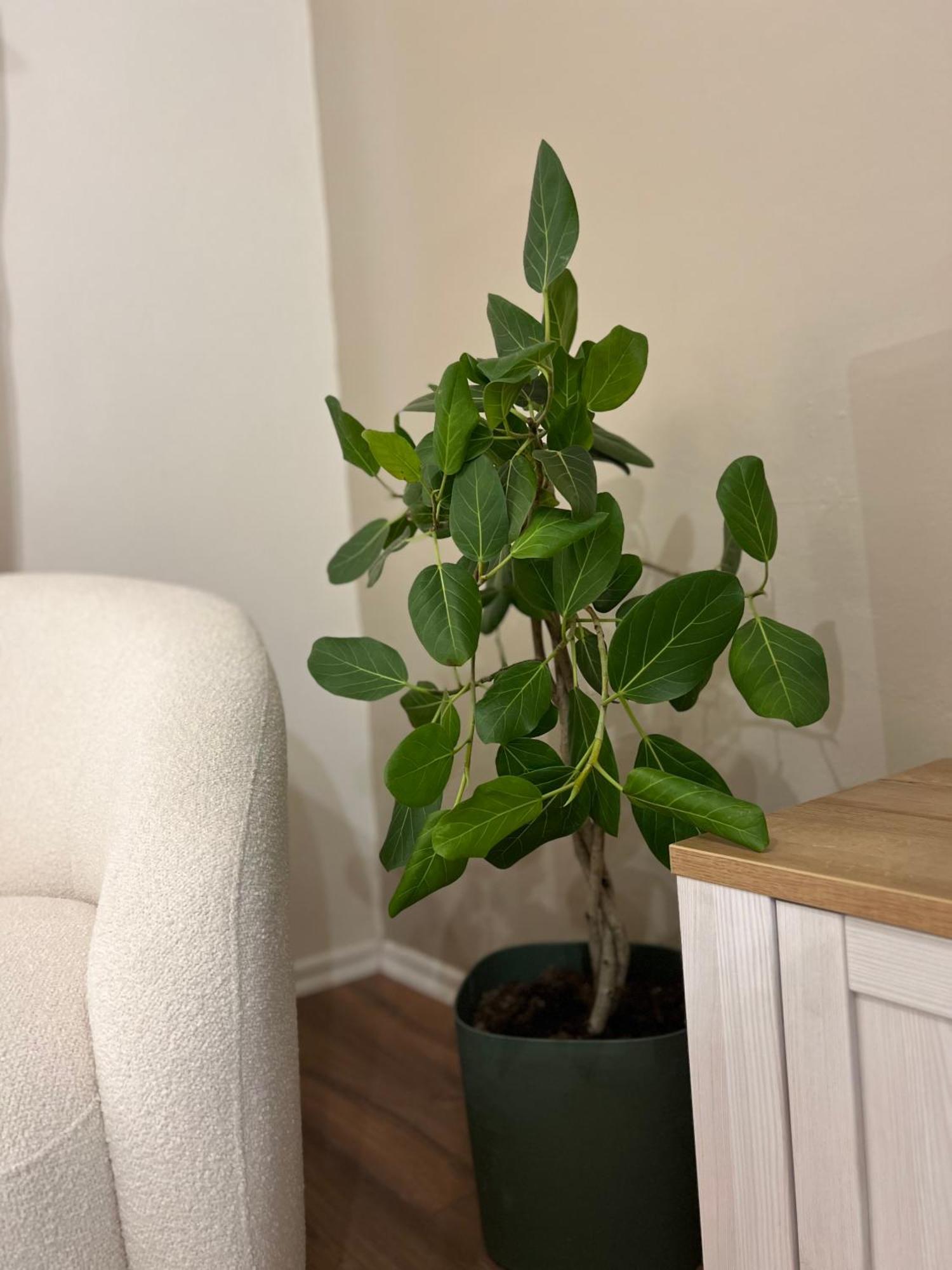 Boho Cane Apartment Τίρανα Εξωτερικό φωτογραφία